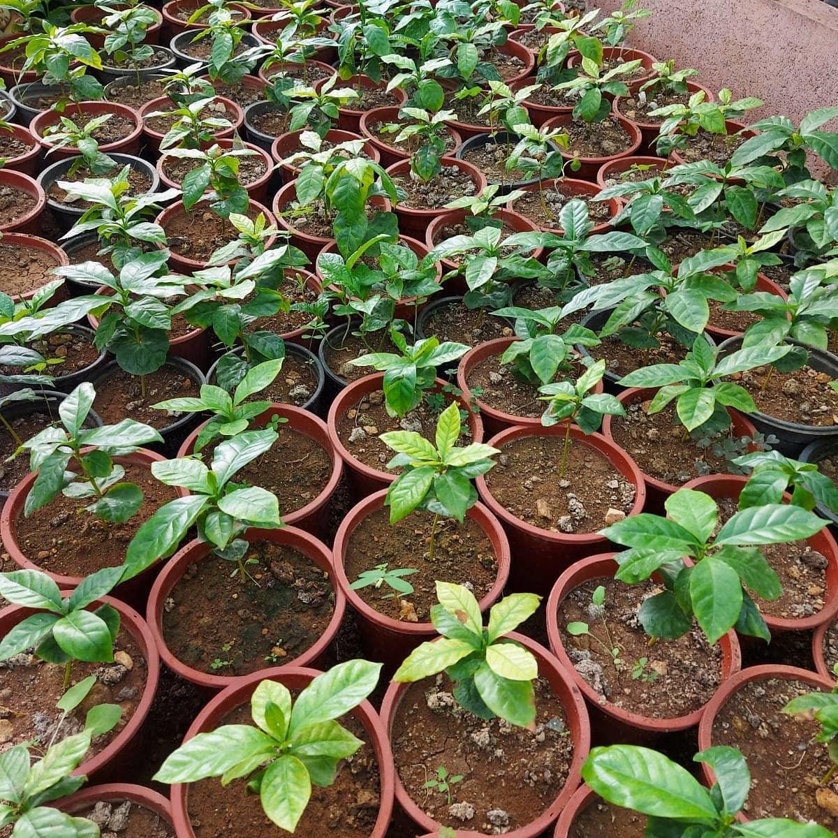 KAHVE FIDANI (Coffea Arabica 2.5 YAS (COK OZEL URUN SINIRLI STOK)